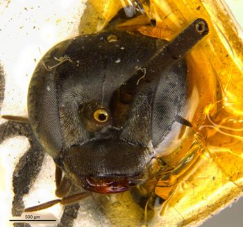 Media type: image;   Entomology 28151 Aspect: head frontal view